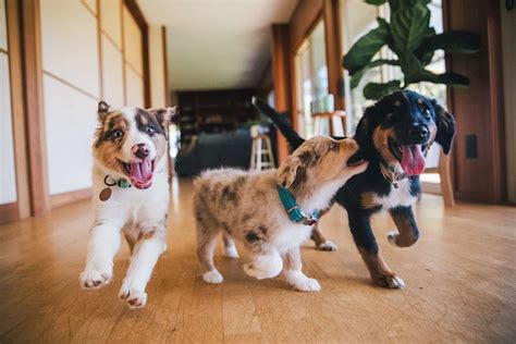 Pet socialization for puppies