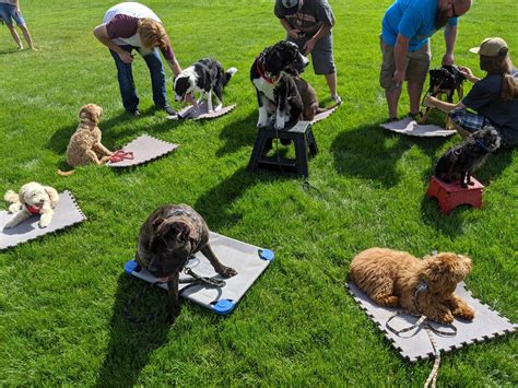 Pet toys for socialization and training