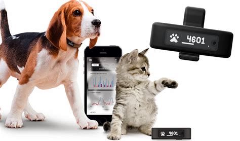 Pet wearable device innovation