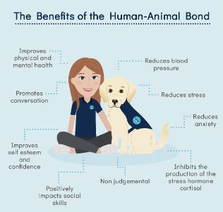 Pet wellness support and resources