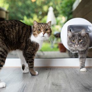 PetDoor Cat Door Review: Essential Comparison Guide for 2025