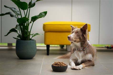 PetSmart Dog Treats: A Comprehensive Guide to Keeping Your Furry Friend Healthy and Happy