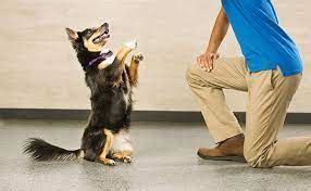 PetSmart Puppy Training Classes: The Ultimate Guide to Shaping Your Furry Friend