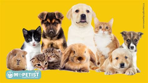 PetZone: Your Comprehensive Guide to All Things Pets