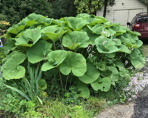 Petasites japonicus: Unveiling the Versatile Giant Butterbur