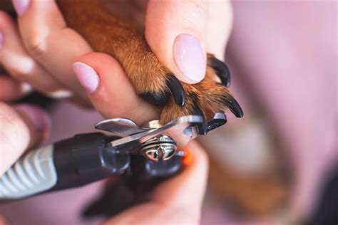 Petco Nail Trim Cost: All You Need to Know