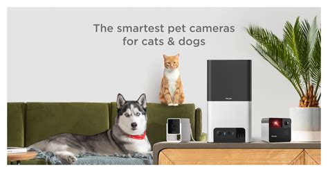 Petcube vs Hipets: The Smartest Pet Camera Battle in 2025