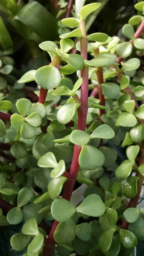 PetiteJade: The Petite Plant With a Powerful Presence