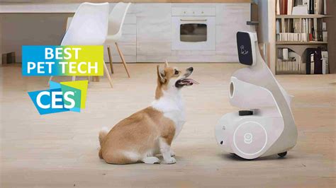 Petlab 2025: Unbeatable Pet Care in the Tech Era