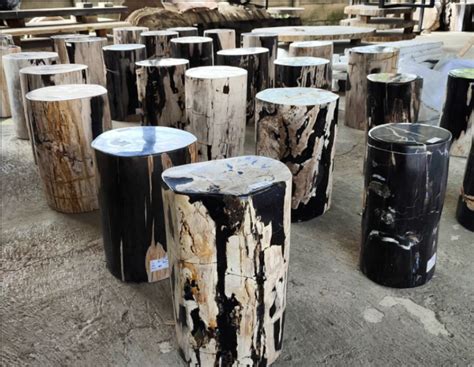 Petrified Black Wood: A Geological Wonder with Enduring Allure