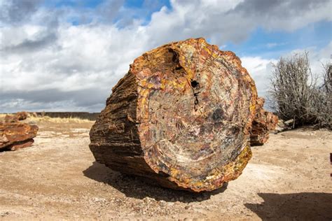 Petrified Black Wood: A Mysterious and Fascinating Natural Wonder