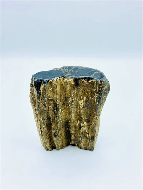 Petrified Black Wood: A Natural Treasure from the Past