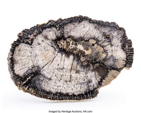 Petrified Black Wood: An Ancient Wonder with Enduring Beauty and Practicality