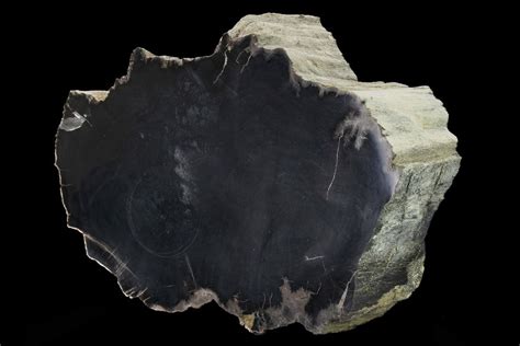 Petrified Black Wood: An Ancient and Beautiful Natural Wonder