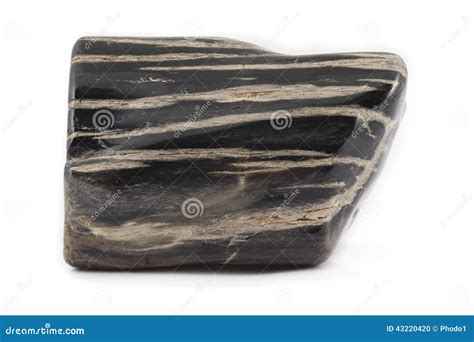 Petrified Black Wood: The Ancient Wonder That Graces Our World