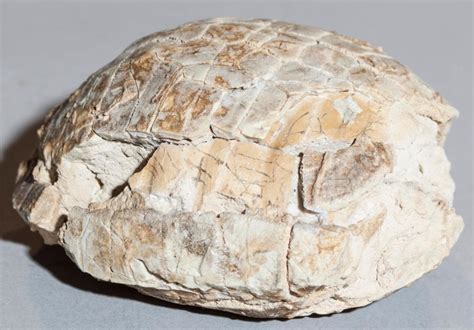 Petrified Turtle: A Rare and Extraordinary Fossil