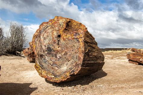 Petrified Turtle: Exploring the Secrets of Nature's Ancient Marvels