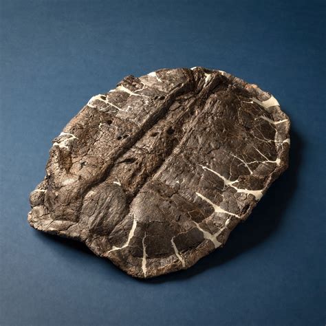 Petrified Turtle: Uncovering the Stone-Like Enchantments of Nature's Timeless Treasures