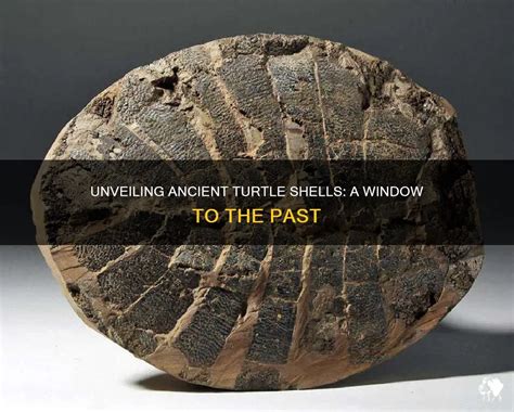 Petrified Turtle: Unveiling the Enigma of a Pre-Historic Wonder