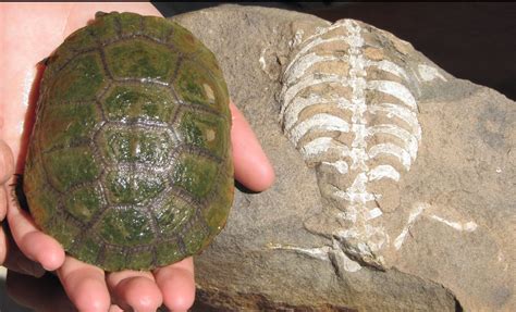 Petrified Turtles: A Unique Preservation Process