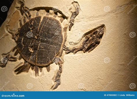 Petrified Turtles: An Ancient Enigma