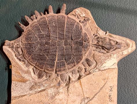 Petrified Turtles in the Fossil Record