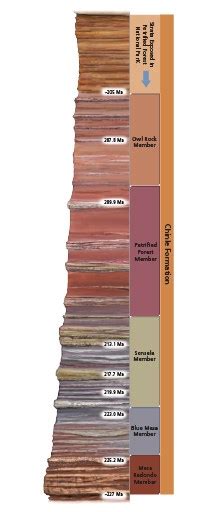 Petrified Wood: A Timeline of Formation