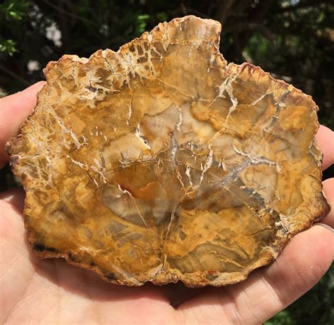 Petrified Wood Slice: A Natural Time Capsule