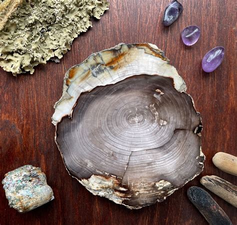 Petrified Wood Slice: A Natural Wonder with Limitless Applications