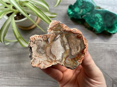 Petrified Wood Slice: A Nature's Masterpiece for Diverse Applications