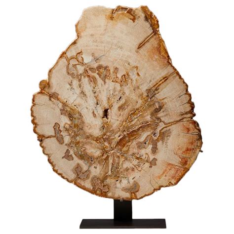 Petrified Wood Slice: A Nature's Timeless Masterpiece