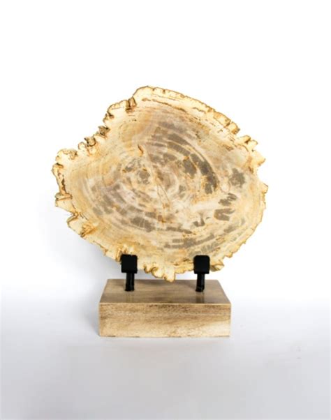 Petrified Wood Slice: A Timeless Treasure for 10,000 Years