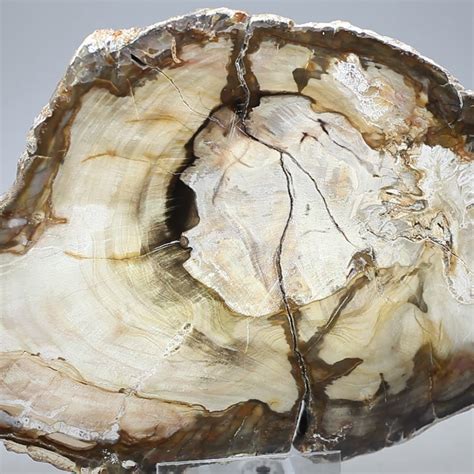 Petrified Wood Slice: A Timeless Treasure from Nature's Archive