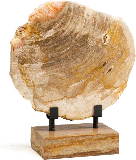 Petrified Wood Slice: A Timeless Treasure from Nature's Canvas