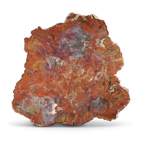 Petrified Wood Slices: 10,000 Years of Beauty and Inspiration