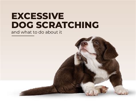 Pets scratching excessively: