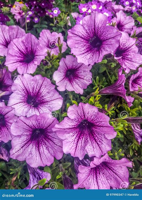 Petunia's Vibrant Appeal