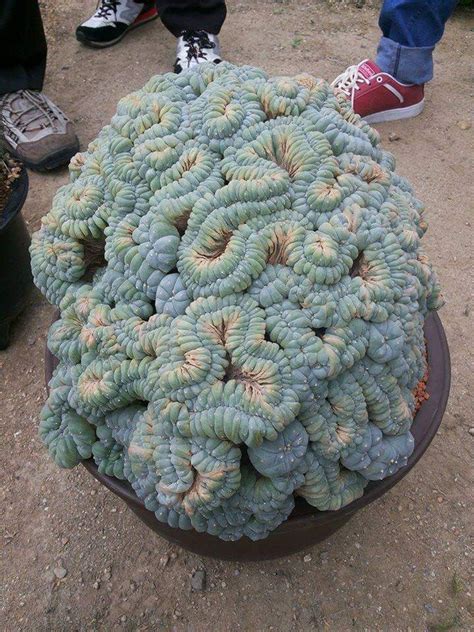 Peyote: The Divine Cactus Doc