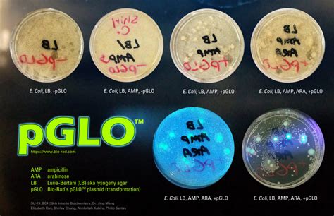 Pglo Lab Answers PDF