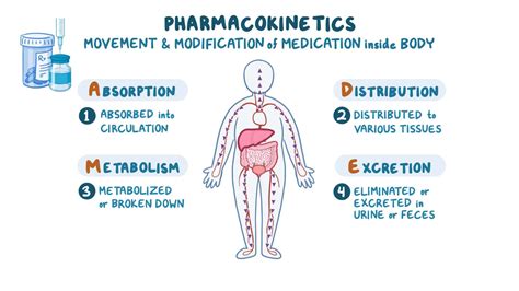 Pharmacokinetics and Drug Metabolism: