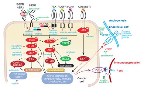 Pharmacological Basis of Therapeutics PDF