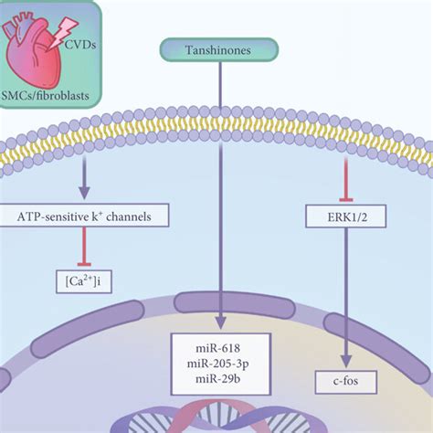 Pharmacological Mechanism: