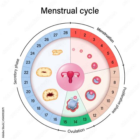 Phases Of The Menstrual Cycle Chart