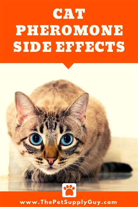 Pheromone Benefits for Pet Behavior: VS 2025