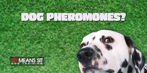 Pheromones: The Ultimate Guide to Pet Training by 2025