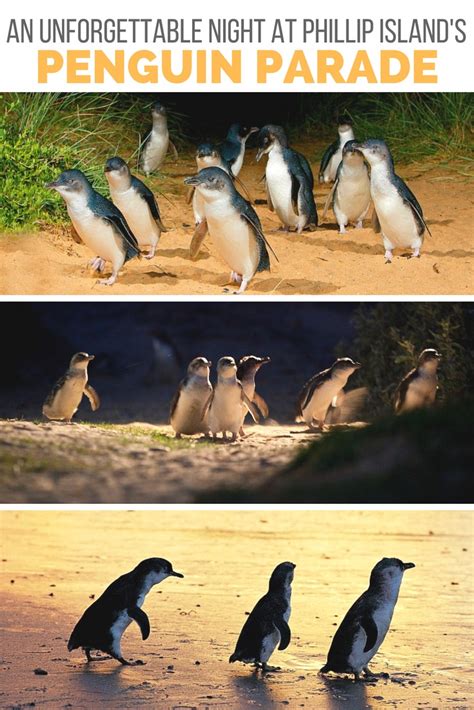 Phillip Island's 1,000 Penguin Parade: A Guide to the Unforgettable Nighttime Spectacle