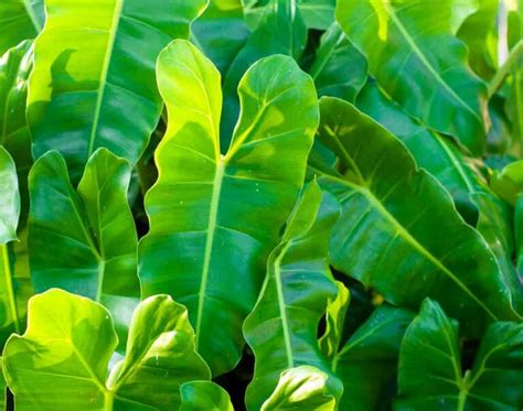 Philodendron Fertilizer: The Ultimate 3-Step Guide to Nourishing Your Plants!