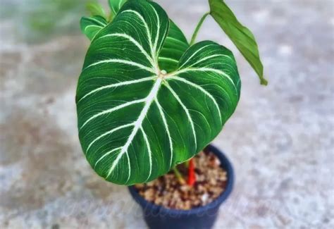 Philodendron Fertilizer: The Ultimate Guide for Healthy, Thriving Plants