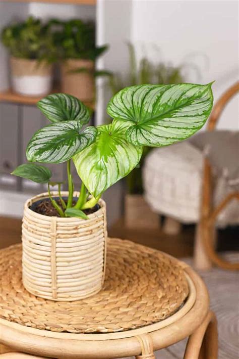 Philodendron Fertilizer: The Ultimate Guide to Feeding Your Plant for Optimal Health