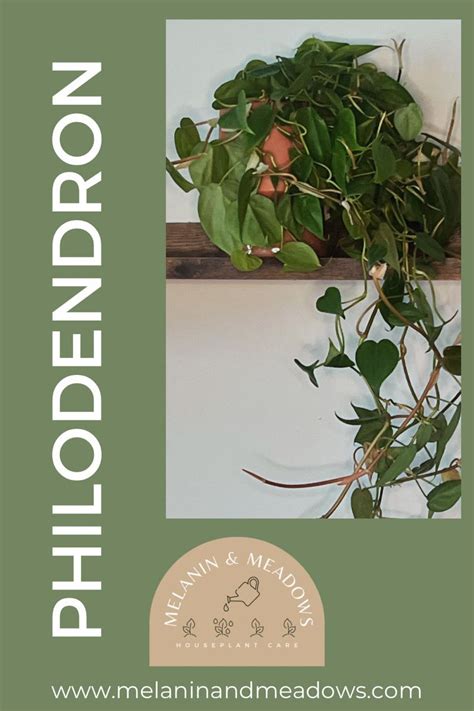 Philodendron Fertilizer: Unlocking the Secrets to Thriving Plants